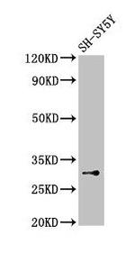 ISOC1 Antibody in Western Blot (WB)