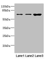 SNX18 Antibody in Western Blot (WB)