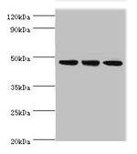 Pellino 1 Antibody in Western Blot (WB)
