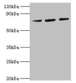 HSPA6 Antibody in Western Blot (WB)