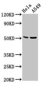 CHRDL1 Antibody in Western Blot (WB)