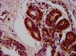 MOV10L1 Antibody in Immunohistochemistry (Paraffin) (IHC (P))