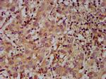 MOV10L1 Antibody in Immunohistochemistry (Paraffin) (IHC (P))