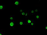 NUP85 Antibody in Immunocytochemistry (ICC/IF)