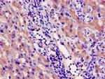 CYP39A1 Antibody in Immunohistochemistry (Paraffin) (IHC (P))