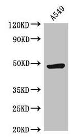 HRH3 Antibody in Western Blot (WB)