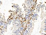 E2F4 Antibody in Immunohistochemistry (Paraffin) (IHC (P))