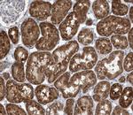 HSPE1 Antibody in Immunohistochemistry (Paraffin) (IHC (P))