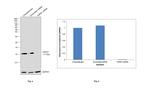 HSPE1 Antibody in Western Blot (WB)