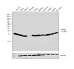 HSPE1 Antibody in Western Blot (WB)