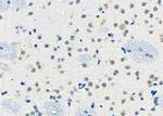 AGPAT9 Antibody in Immunohistochemistry (Paraffin) (IHC (P))