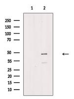 Phospho-CtBP1 (Ser422) Antibody in Western Blot (WB)