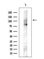 Phospho-ATP1A1 (Ser23) Antibody in Western Blot (WB)