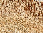 Phospho-SREBP1 (Ser439) Antibody in Immunohistochemistry (Paraffin) (IHC (P))