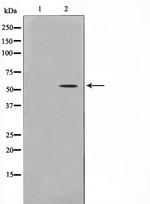 SMAD6 Antibody in Western Blot (WB)