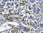 Cathepsin G Antibody in Immunohistochemistry (Paraffin) (IHC (P))