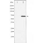 CD6 Antibody in Western Blot (WB)