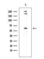 CD6 Antibody in Western Blot (WB)