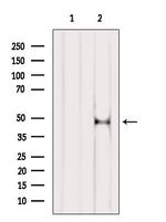 Cytokeratin 15 Antibody in Western Blot (WB)