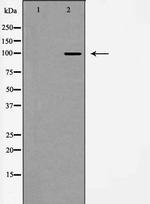 mGluR2/mGluR3 Antibody in Western Blot (WB)