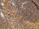 Ku70/Ku80 Antibody in Immunohistochemistry (Paraffin) (IHC (P))