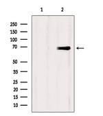 EPS8L3 Antibody in Western Blot (WB)