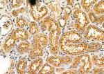 OLFML2B Antibody in Immunohistochemistry (Paraffin) (IHC (P))