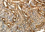 Uba5 Antibody in Immunohistochemistry (Paraffin) (IHC (P))