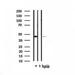 Uba5 Antibody in Western Blot (WB)