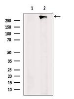 ZFHX4 Antibody in Western Blot (WB)