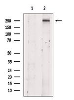 ZNF462 Antibody in Western Blot (WB)