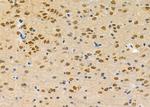 ZNF600 Antibody in Immunohistochemistry (Paraffin) (IHC (P))