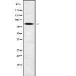 ZNF600 Antibody in Western Blot (WB)