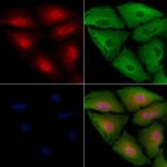 MAGEH1 Antibody in Immunocytochemistry (ICC/IF)