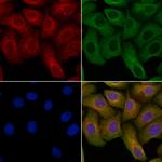 IL-28A Antibody in Immunocytochemistry (ICC/IF)