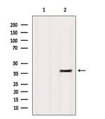 OR4D9 Antibody in Western Blot (WB)