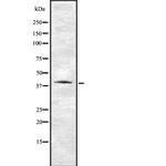 VN1R1 Antibody in Western Blot (WB)