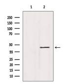 SHARPIN Antibody in Western Blot (WB)