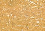 FXYD1 Antibody in Immunohistochemistry (Paraffin) (IHC (P))