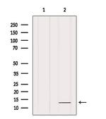 FXYD1 Antibody in Western Blot (WB)