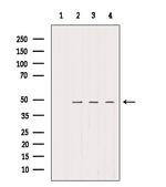 SMCR7 Antibody in Western Blot (WB)