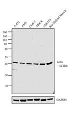 Actin Antibody in Western Blot (WB)