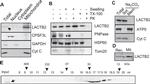 PNPase Antibody in Western Blot (WB)