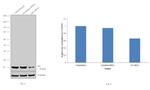 DJ-1 Antibody