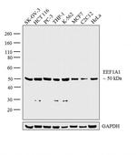 EEF1A1 Antibody in Western Blot (WB)