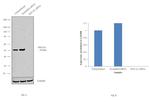 EEF1A1 Antibody in Western Blot (WB)