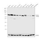 CYP3A4 Antibody in Western Blot (WB)