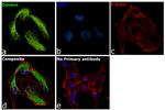 Desmin Antibody in Immunocytochemistry (ICC/IF)