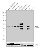 Desmin Antibody in Western Blot (WB)