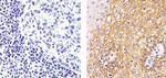 CD138 Antibody in Immunohistochemistry (Paraffin) (IHC (P))